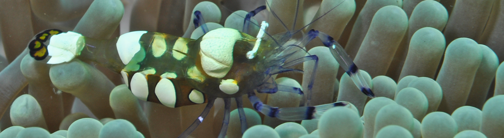 Tulamben Wreck Divers Bali - Shrimp on soft coral